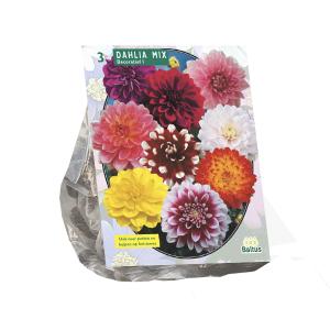 Baltus Dahlia Decoratief Mixed bloembollen per 3 stuks